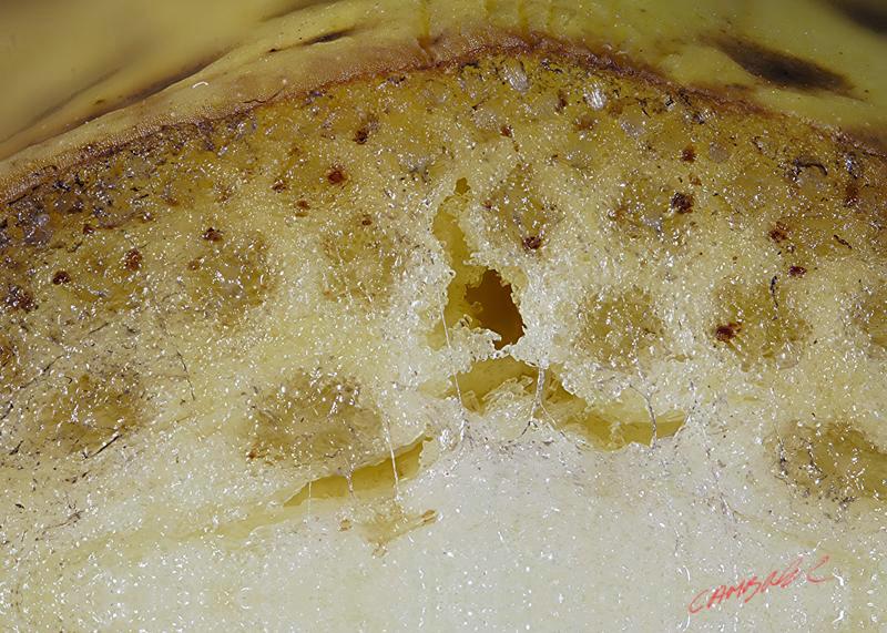 Cjp_2008_01_20_115259_RZM_Banane.jpg