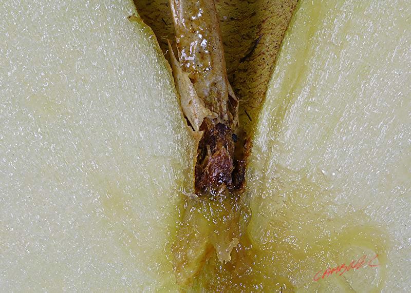 Cjp_2008_01_20_120131_RZM_Pomme.jpg