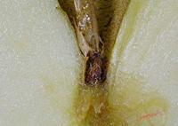 Cjp_2008_01_20_120131_RZM_Pomme.jpg