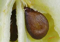 Cjp_2008_01_20_120349_RZM_Pomme.jpg