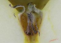 Cjp_2008_01_20_120639_RZM_Pomme_2.jpg