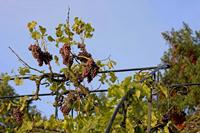 Cjp_2008_09_14_084306_2_R.jpg