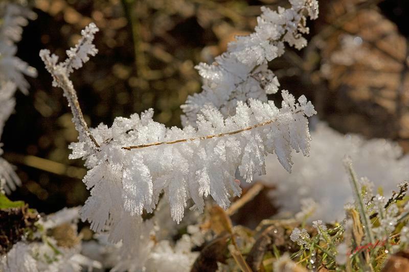 Cjp_2009_01_11_105417_R.jpg