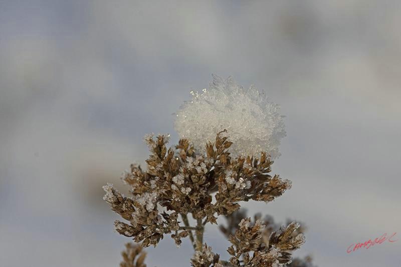Cjp_2009_01_11_114144_R.jpg