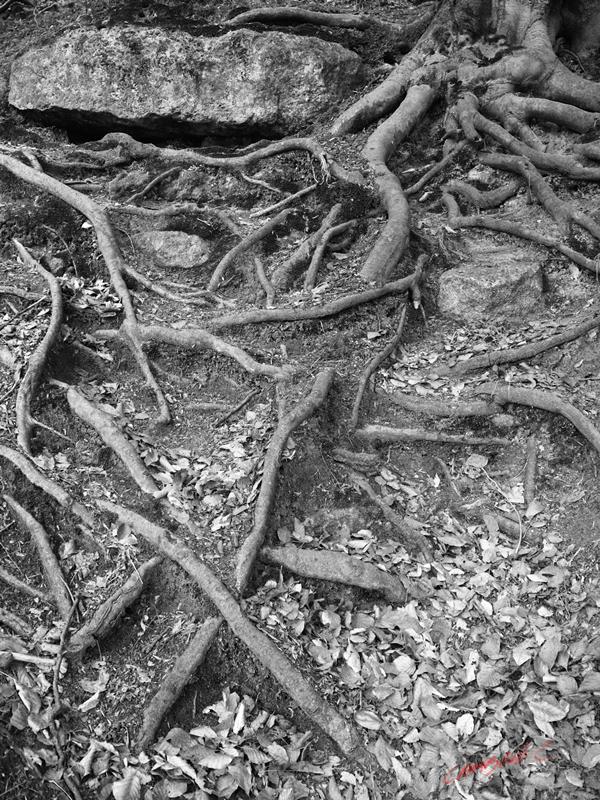 Cjp_2009_04_25_093720_NB.jpg
