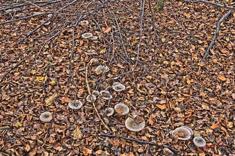 Cjp_2009_11_12_163433_HDR-D1.jpg