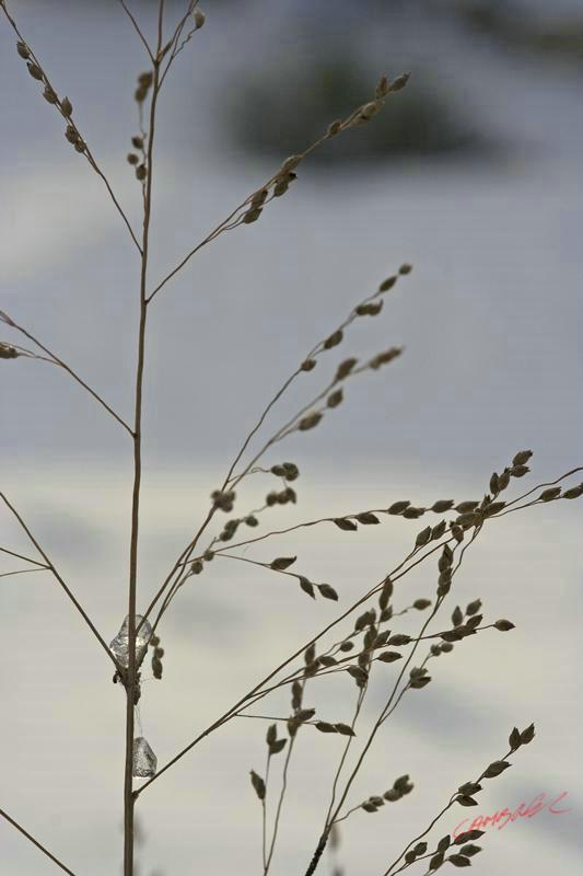 Cjp_2009_12_18_145804.jpg