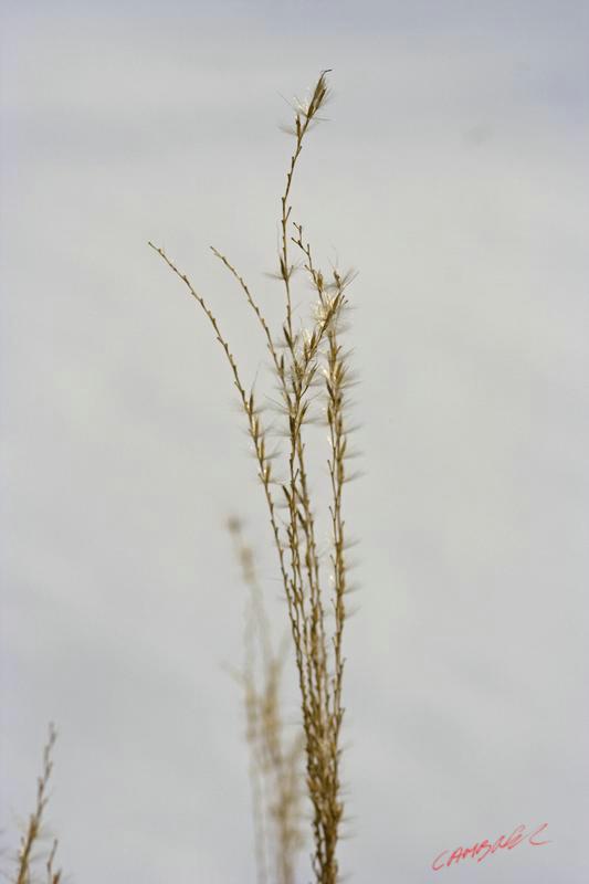 Cjp_2009_12_18_150202.jpg