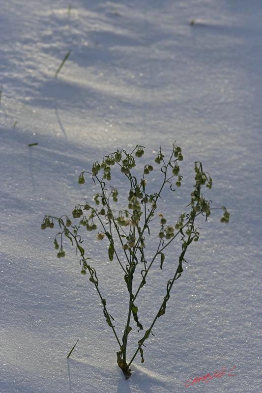 Cjp_2009_12_18_151802.jpg