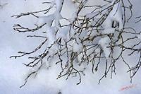 Cjp_2009_12_18_152413.jpg