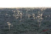 Cjp_2010_01_31_104038-01.jpg