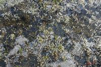 Cjp_2010_01_31_114509.jpg