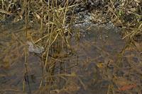 Cjp_2010_02_10_131027.jpg