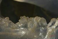 Cjp_2010_07_08_173859.jpg