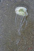 Cjp_2010_07_11_175307.jpg