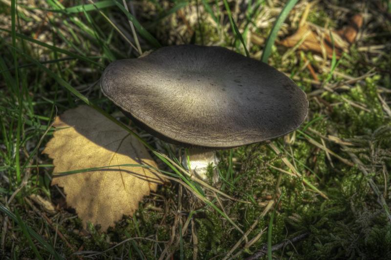 Cjp_2010_08_28_152509_HDR.jpg