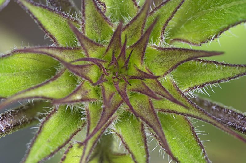 Cjp_2011_07_21_100525.jpg