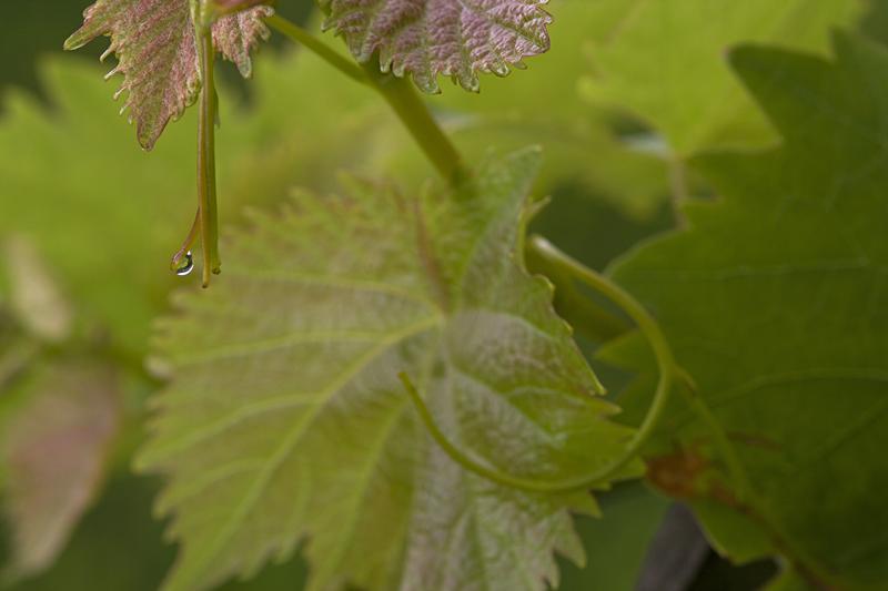 Cjp_2011_07_21_101825.jpg