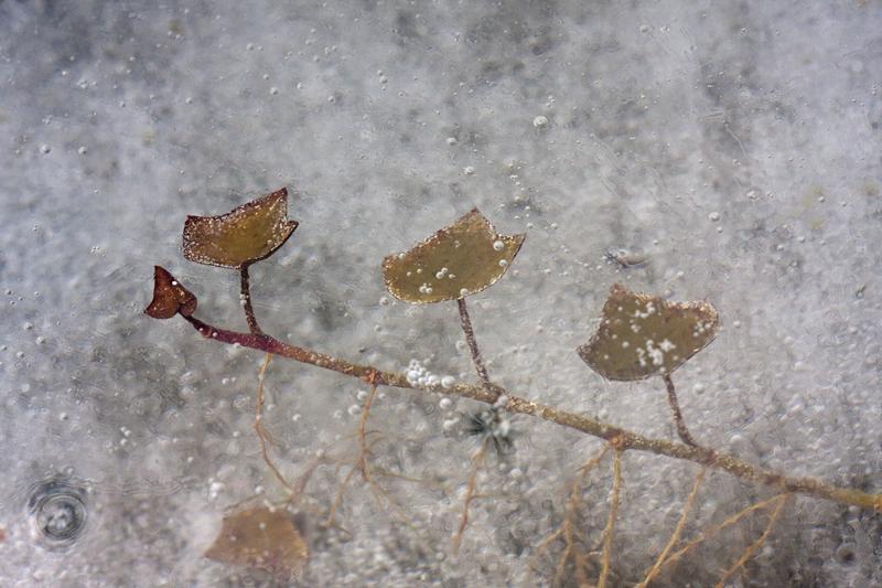 Cjp_2012_02_19_120208.jpg