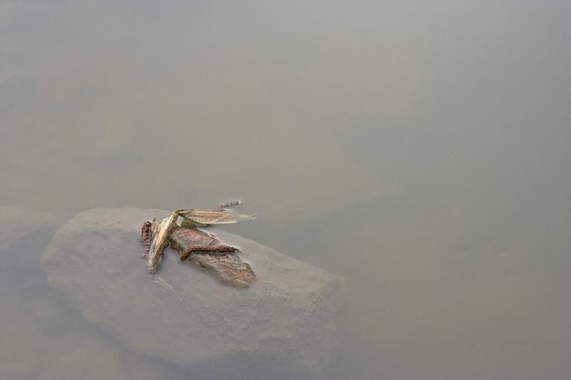 Cjp_2012_03_22_084950.jpg
