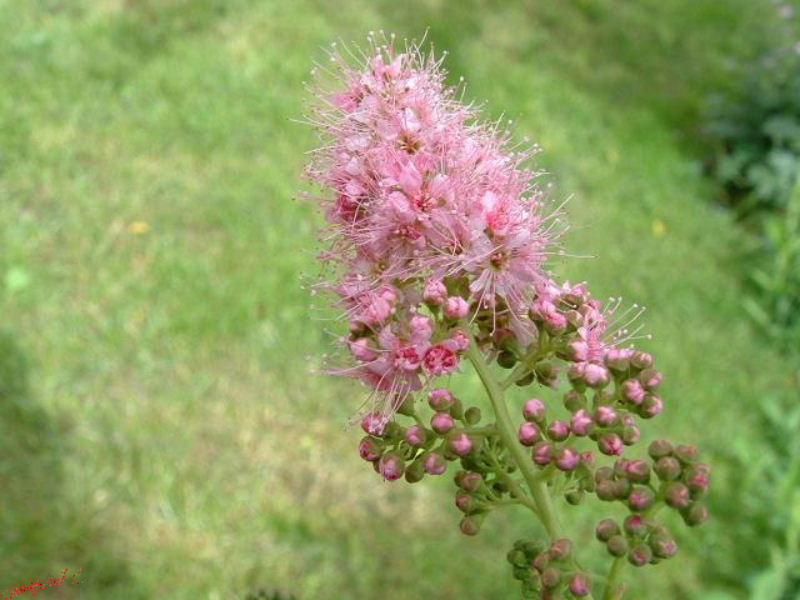 Cjp_2002_0609_151224AA.jpg