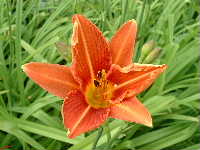 Cjp_2002_0606_101925AA.jpg