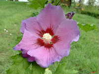 Cjp_2002_0712_110502AA.jpg