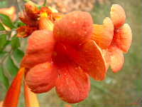 Cjp_2002_0731_123552AA.jpg