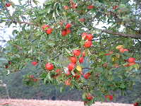 Cjp_2002_0806_202036AA.jpg