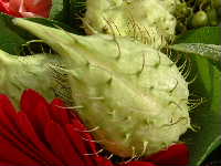 Cjp_2002_1001_162419AA.jpg