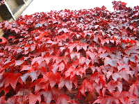 Cjp_2002_1004_183653AA.jpg