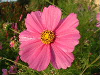 Cjp_2002_1011_095300AA.jpg