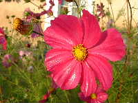 Cjp_2002_1011_095521AA.jpg