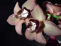 Cjp_2003_0107_101938AA.jpg