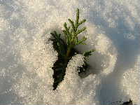 Cjp_2003_0111_111215AA.jpg