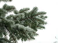 Cjp_2003_0201_152953AA.jpg