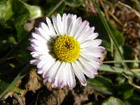 Cjp_2003_0226_123150AA.JPG