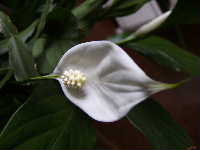 Cjp_2003_0303_092735AA.jpg