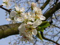 Cjp_2003_0327_095115AA.jpg