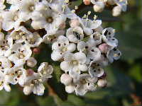 Cjp_2003_0327_145616AA.jpg