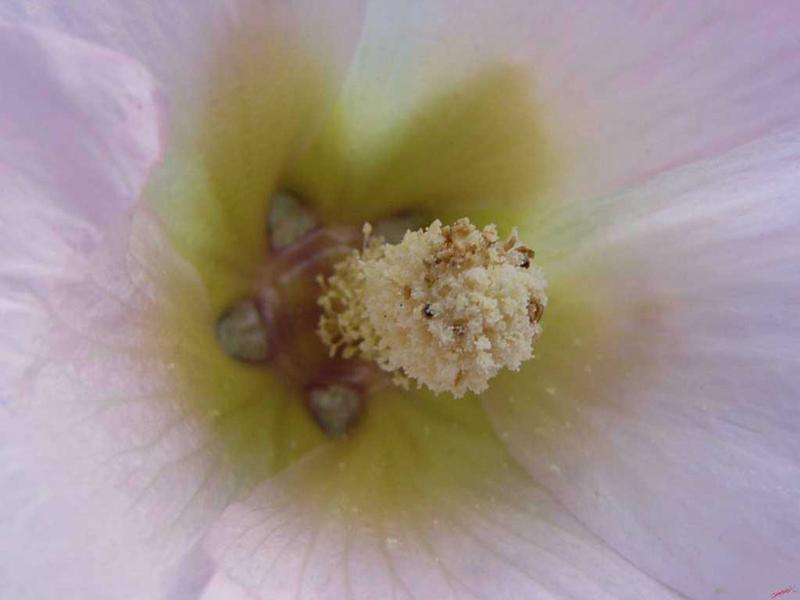 Cjp_2003_07_14_065933.jpg