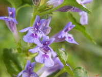 Cjp_2003_0404_163908AA.jpg