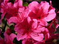 Cjp_2003_0416_141345AA.JPG