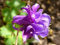 Cjp_2003_0503_151526AA.jpg