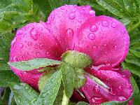 Cjp_2003_0506_082057 (1).jpg