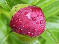 Cjp_2003_0506_082304 (2).jpg