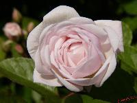 Cjp_2003_0516_090419.jpg