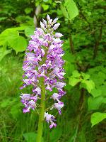 Cjp_2003_0523_164059.jpg