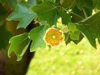 Cjp_2003_05_29_101531.jpg