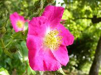 Cjp_2003_05_29_172602.jpg